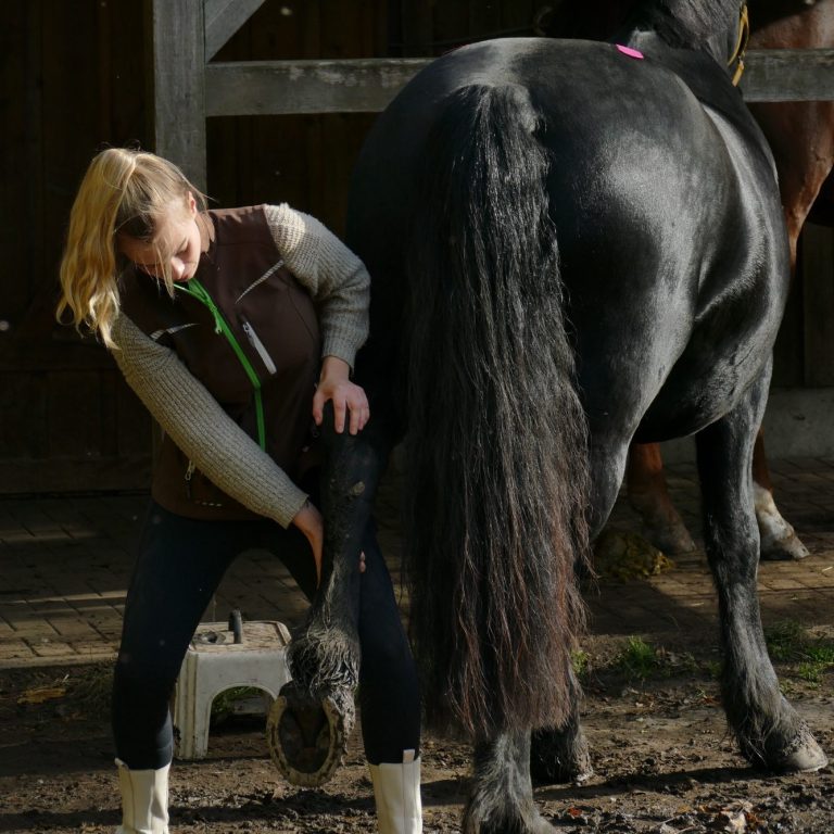 Eine Therapeutin hält das Bein eines Pferdes, während sie sich um das Tier kümmert.