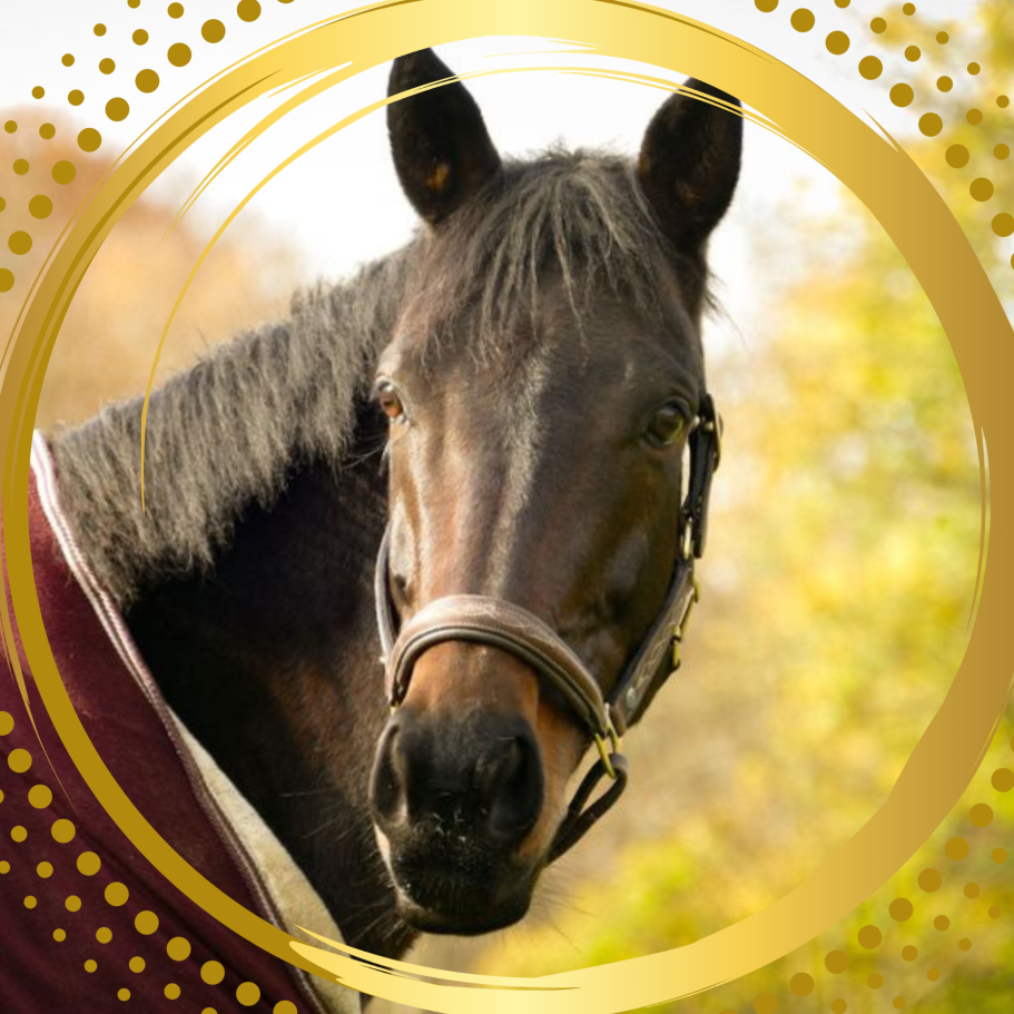 Braunes Pferd mit einem Sattel und einer Kopftrense vor verschwommenem Hintergrund.