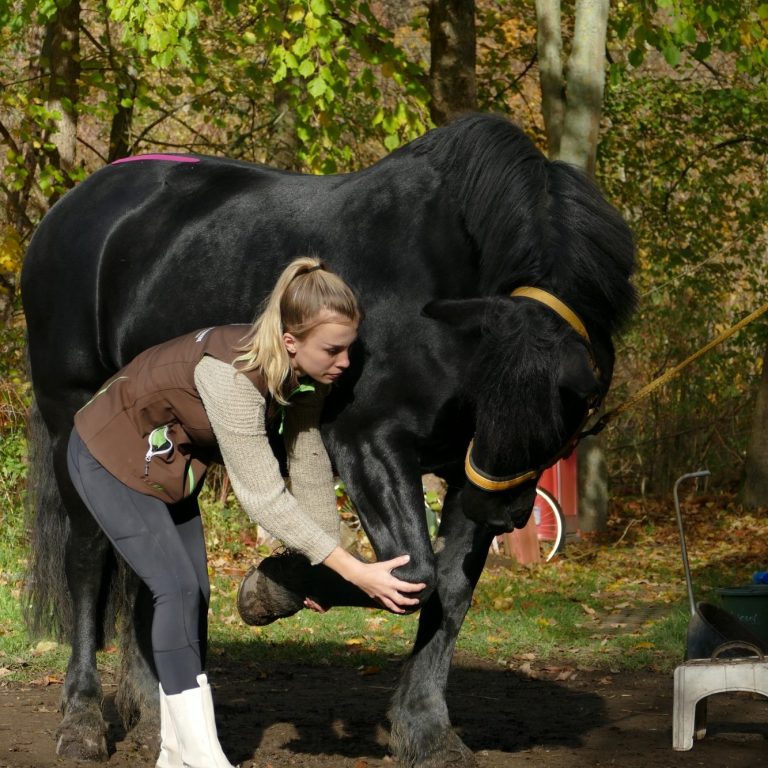 Eine Person streichelt das Bein eines schwarzen Pferdes in einer natürlichen Umgebung.
