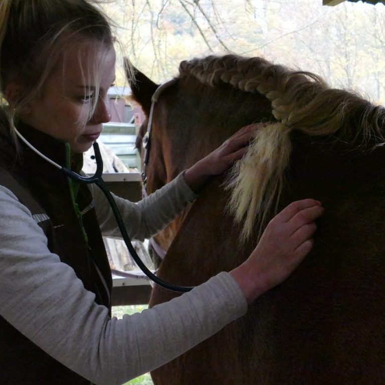 Tiertherapeutin untersucht ein Pferd mit einem Stethoskop.