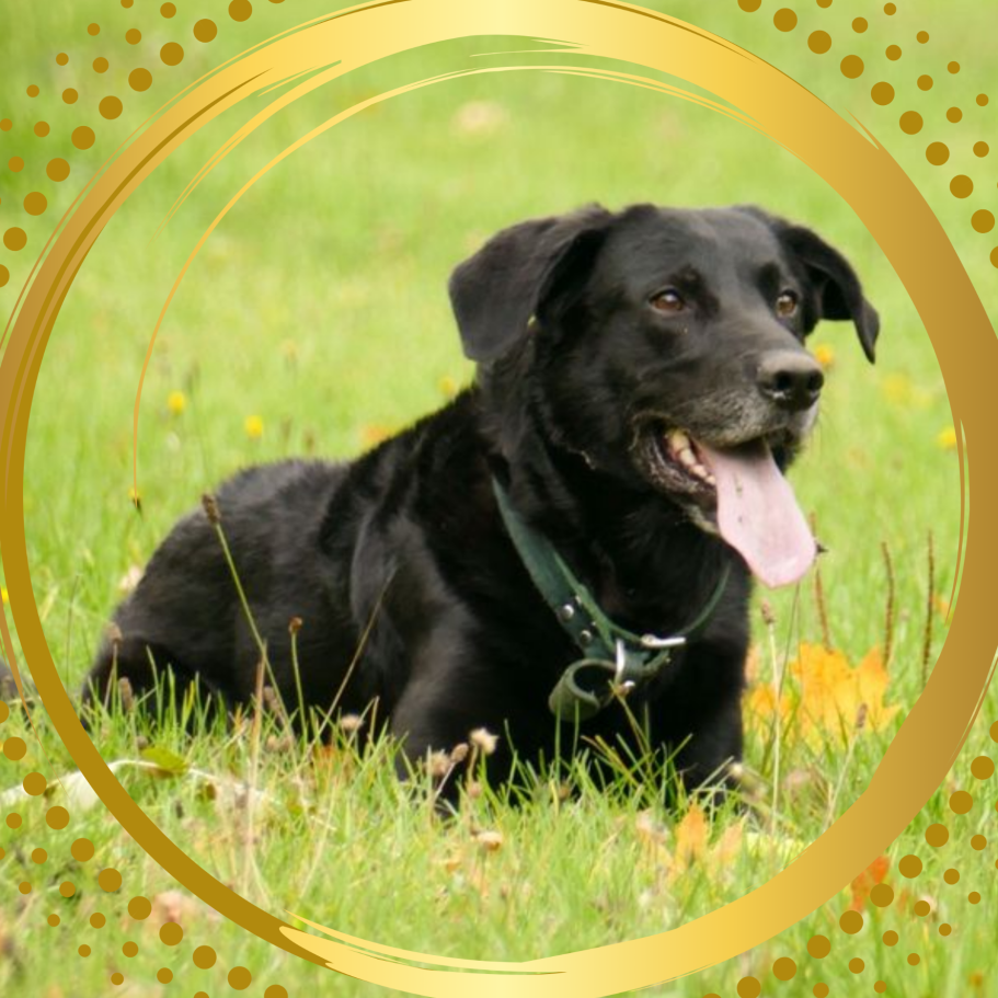 Schwarzer Labrador, entspannt im Gras liegend, mit offenem Mund und Zunge.