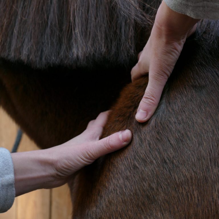 Eine Hand streichelt das Fell eines Pferdes entlang des Halses.